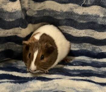 Rescue Guinea Pig Guinea Pigs for Adoption in Annapolis, Maryland - Viola | PetCurious